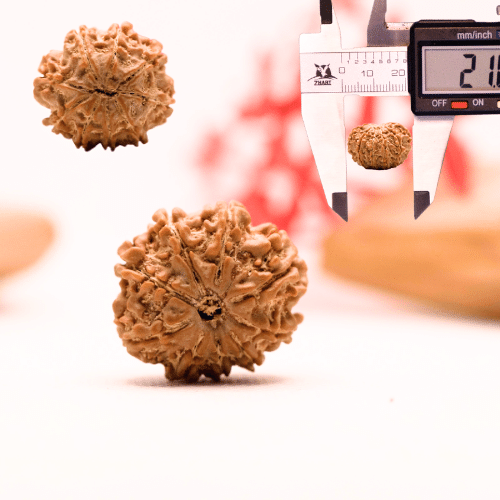 9 Mukhi Nepali Rudraksha - Regular