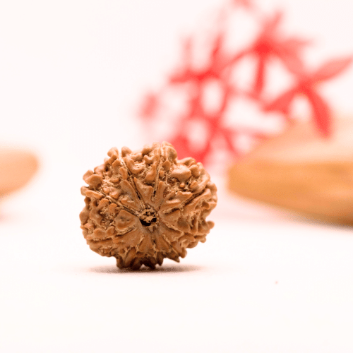 9 Mukhi Nepali Rudraksha - Regular