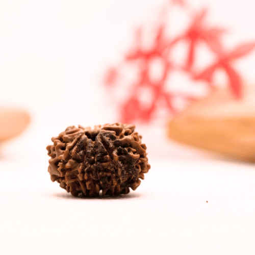 9 Mukhi Nepali Rudraksha - Regular