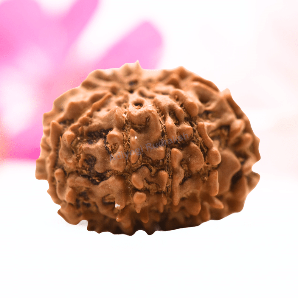 9 Mukhi Nepali Rudraksha - Regular