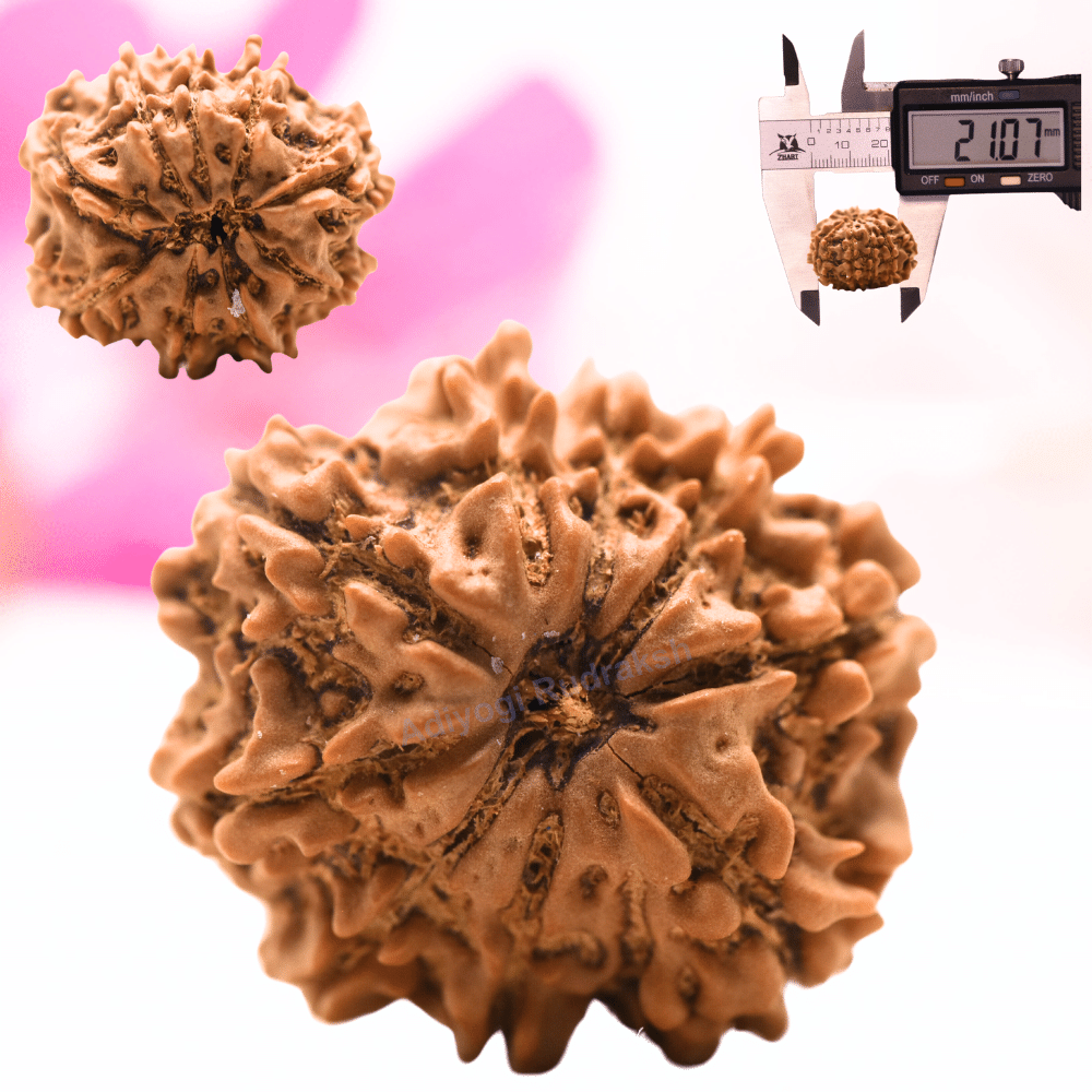 9 Mukhi Nepali Rudraksha - Regular