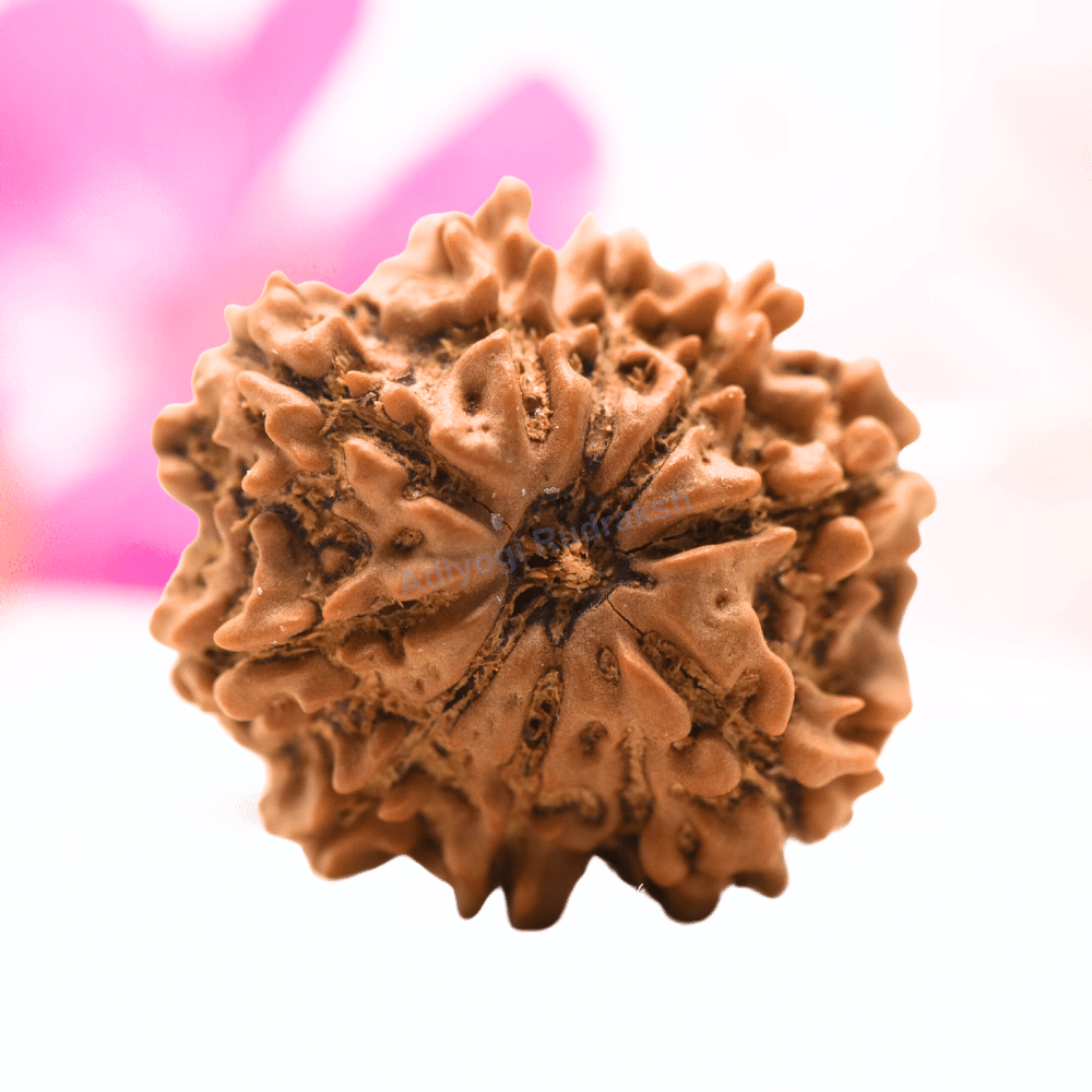 9 Mukhi Nepali Rudraksha - Regular