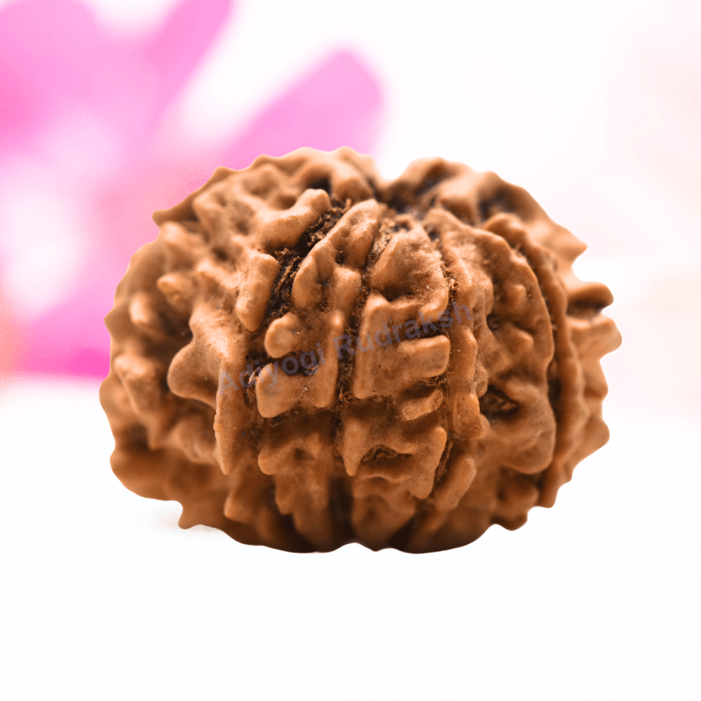 9 Mukhi Nepali Rudraksha - Regular