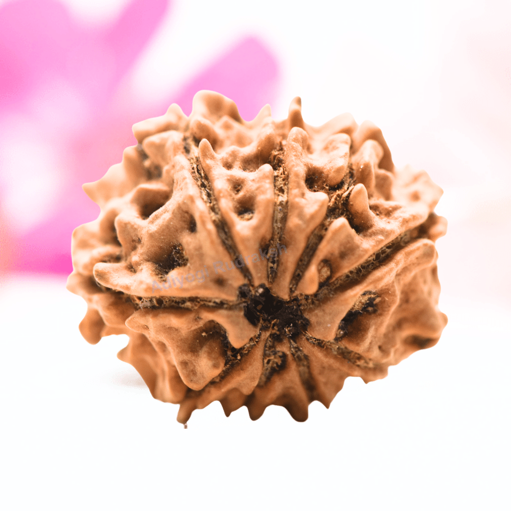 9 Mukhi Nepali Rudraksha - Regular