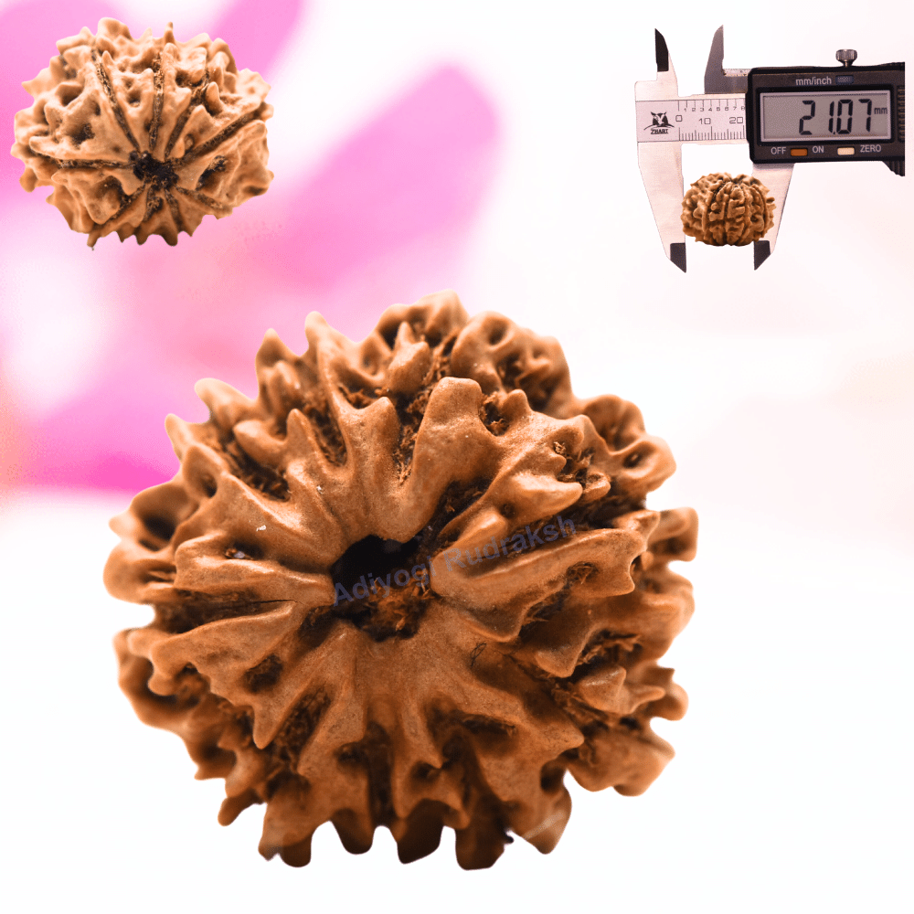 9 Mukhi Nepali Rudraksha - Regular