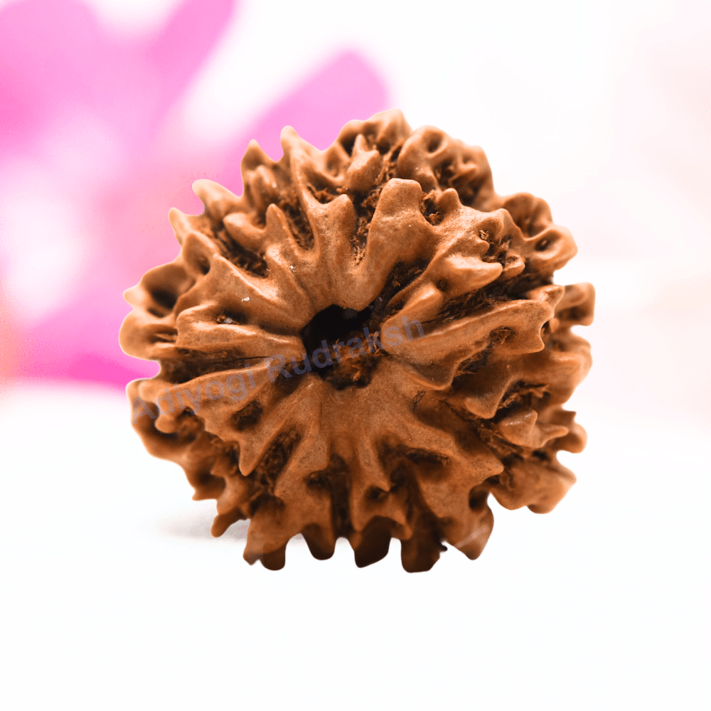 9 Mukhi Nepali Rudraksha - Regular