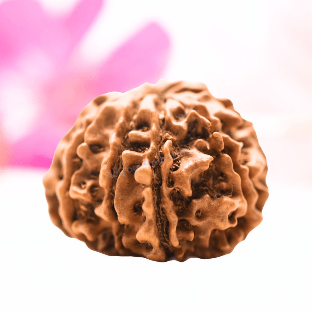 9 Mukhi Nepali Rudraksha - Regular