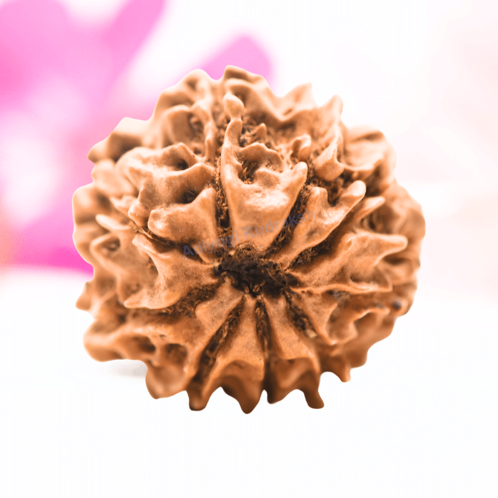 9 Mukhi Nepali Rudraksha - Regular