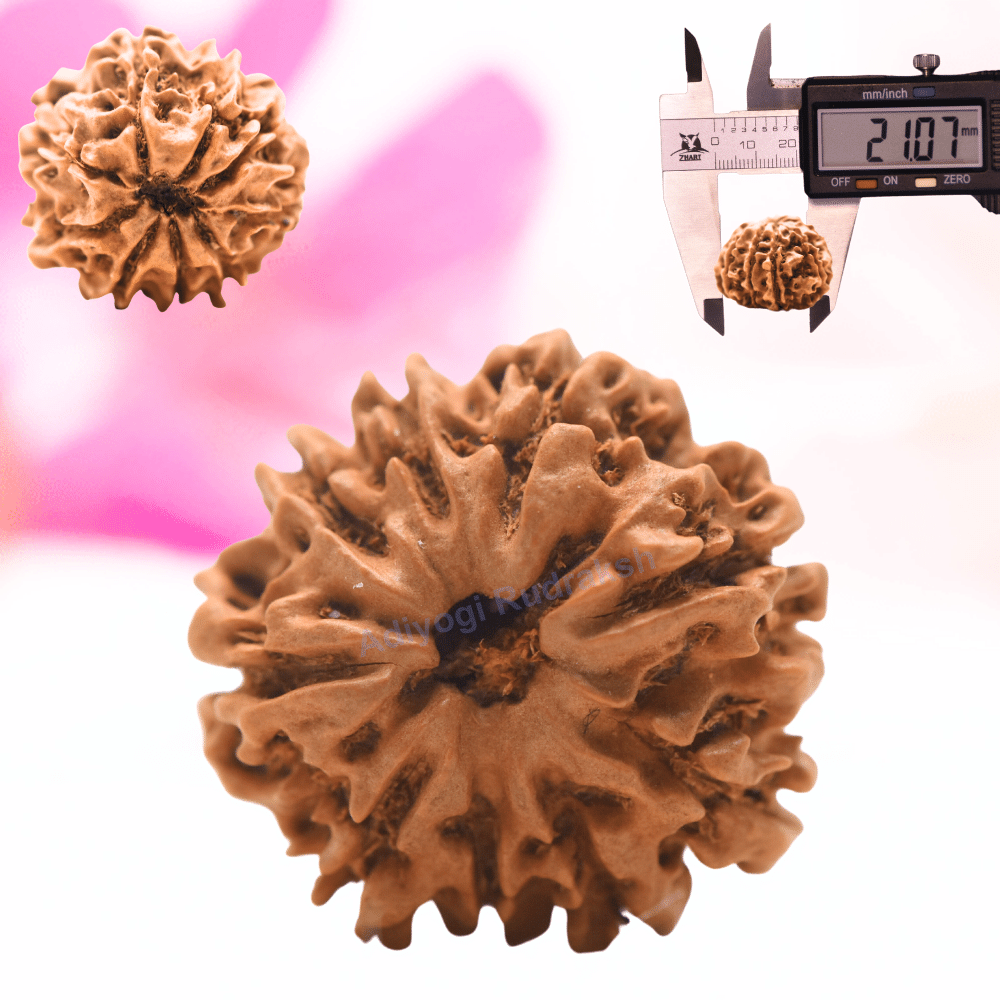 9 Mukhi Nepali Rudraksha - Regular