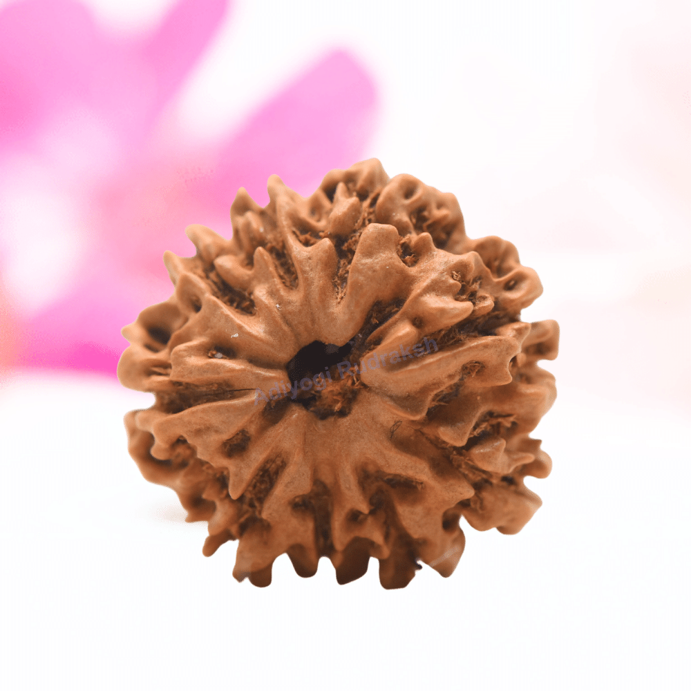 9 Mukhi Nepali Rudraksha - Regular