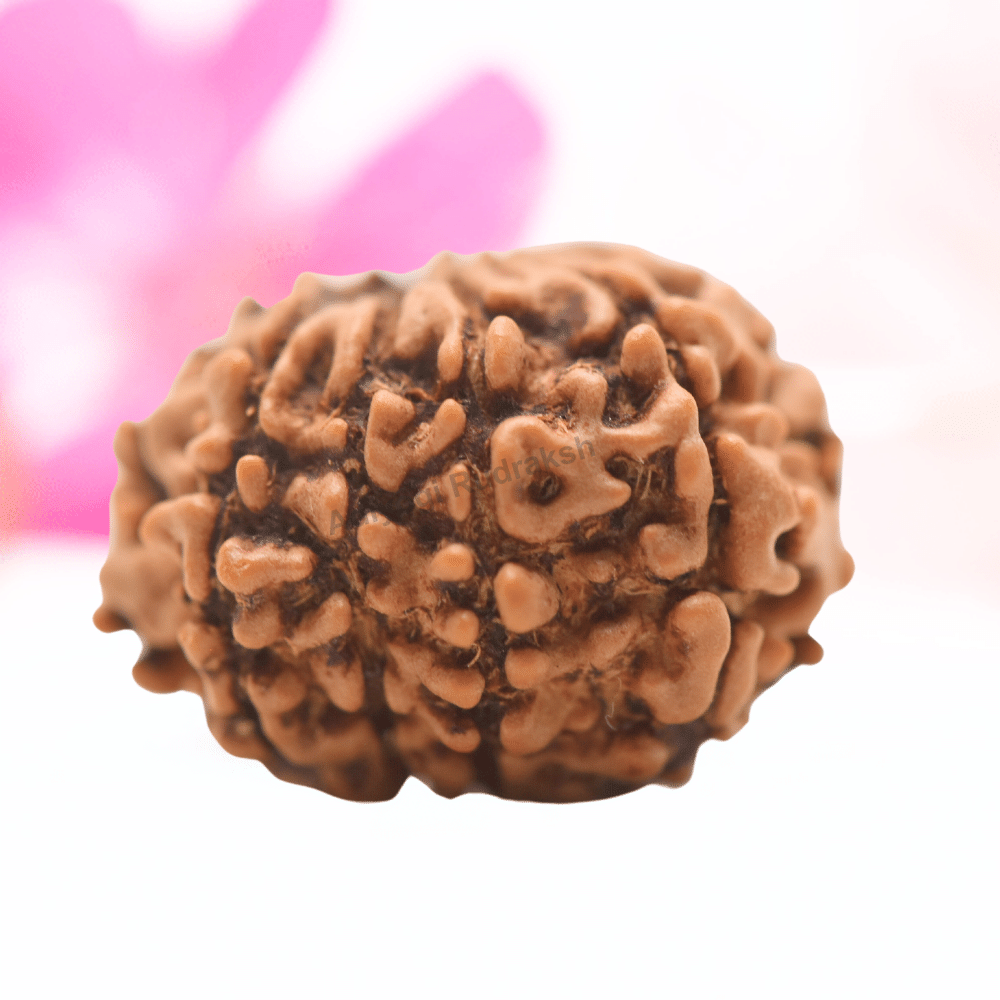 9 Mukhi Nepali Rudraksha - Regular
