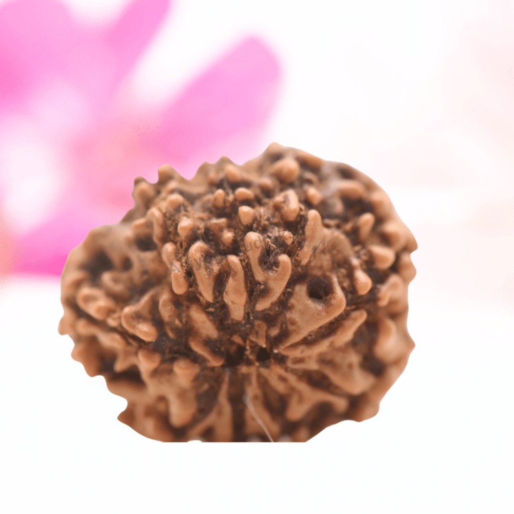 9 Mukhi Nepali Rudraksha - Regular