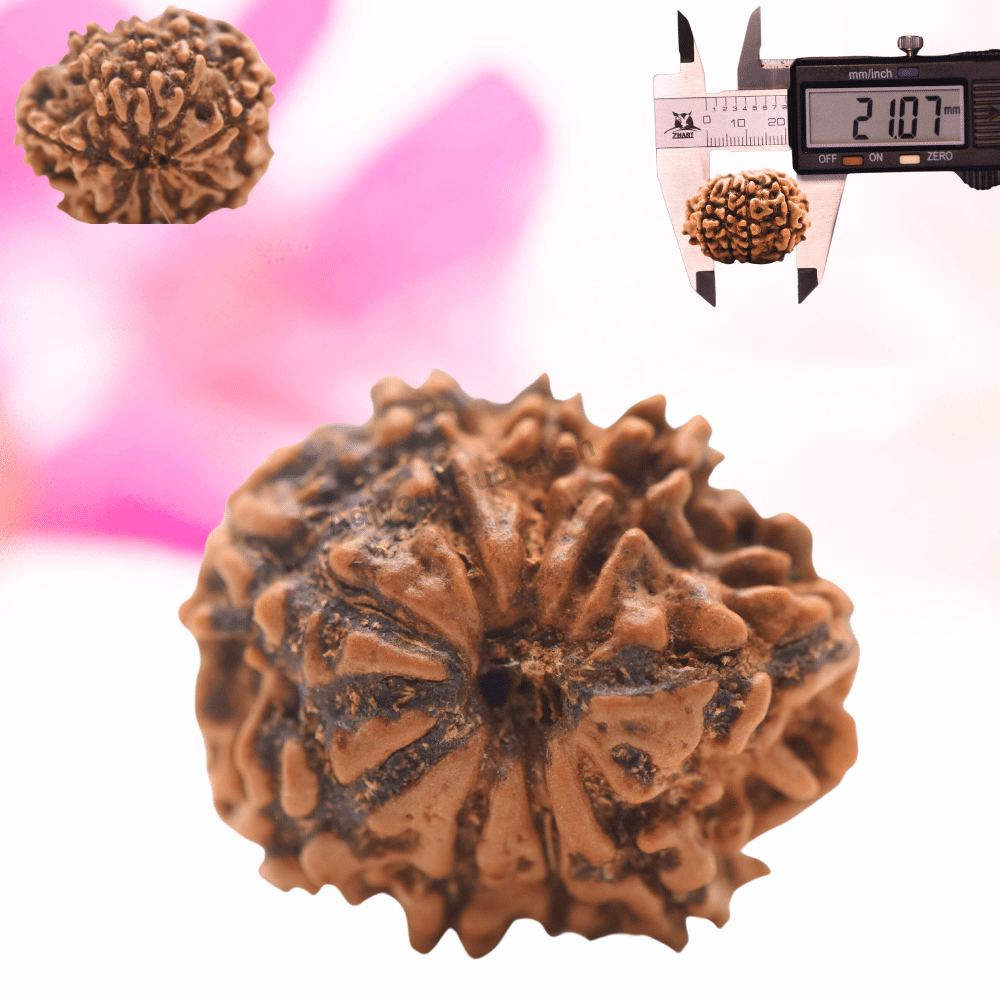 9 Mukhi Nepali Rudraksha - Regular