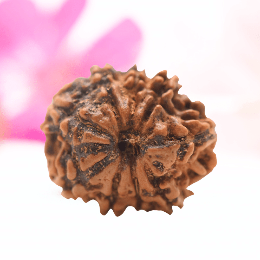 9 Mukhi Nepali Rudraksha - Regular