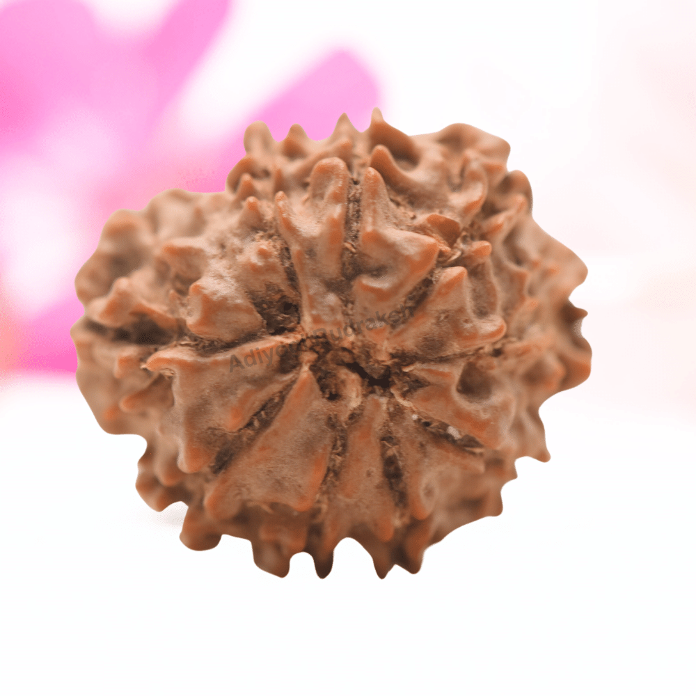 9 Mukhi Nepali Rudraksha - Regular