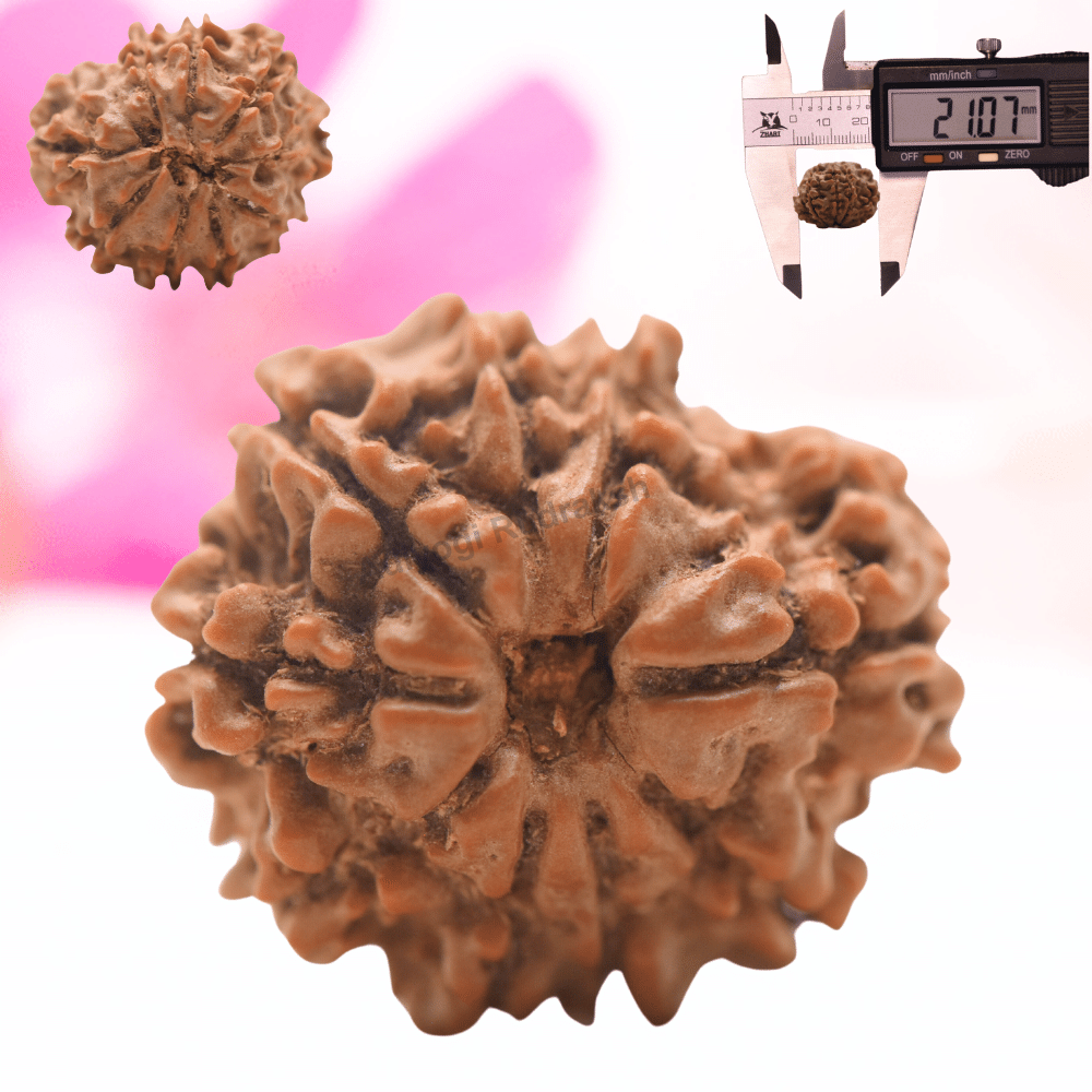 9 Mukhi Nepali Rudraksha - Regular