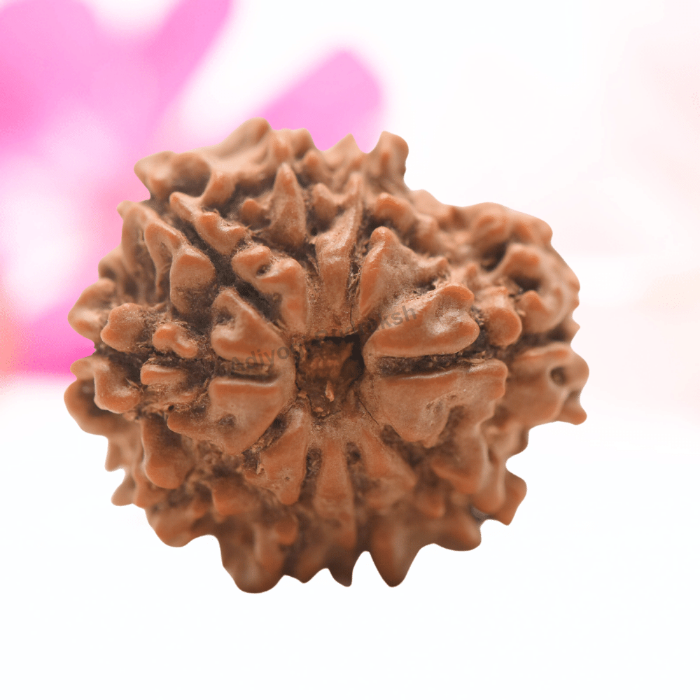 9 Mukhi Nepali Rudraksha - Regular