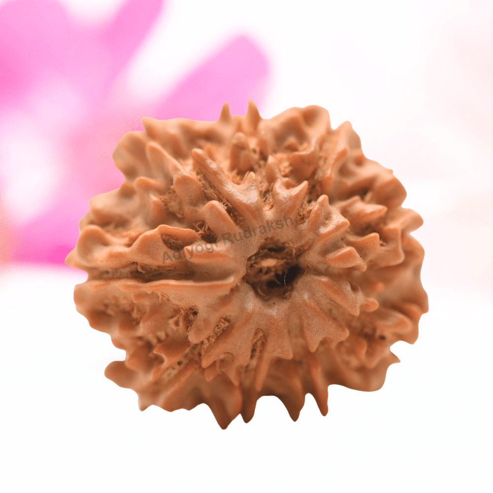 9 Mukhi Nepali Rudraksha - Regular