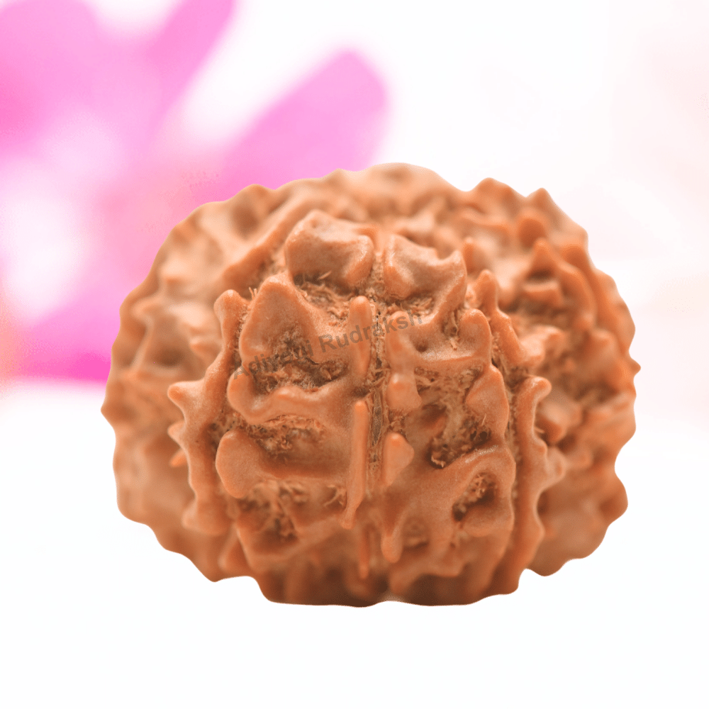 9 Mukhi Nepali Rudraksha - Regular