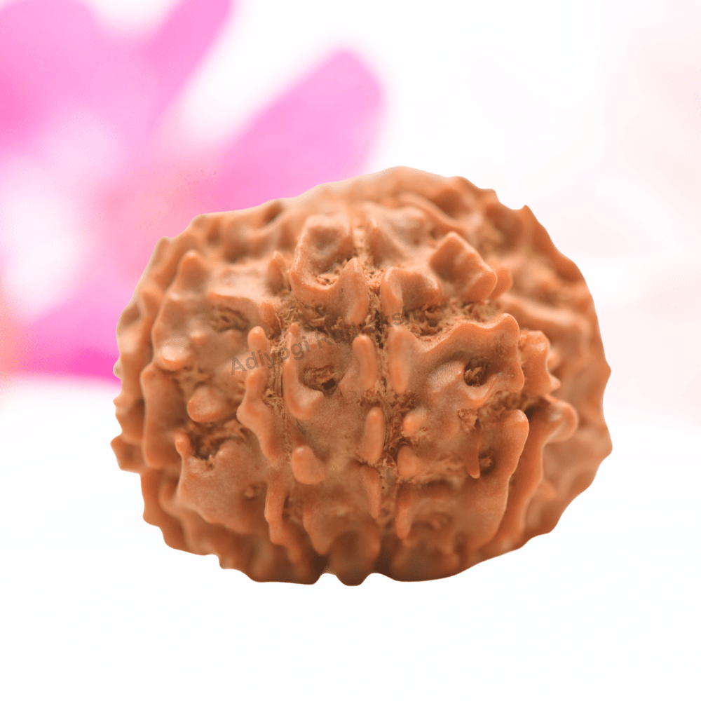 9 Mukhi Nepali Rudraksha - Regular