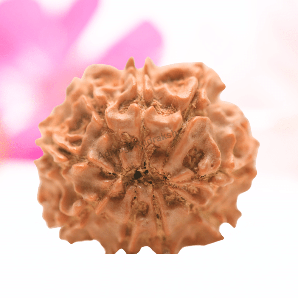 9 Mukhi Nepali Rudraksha - Regular