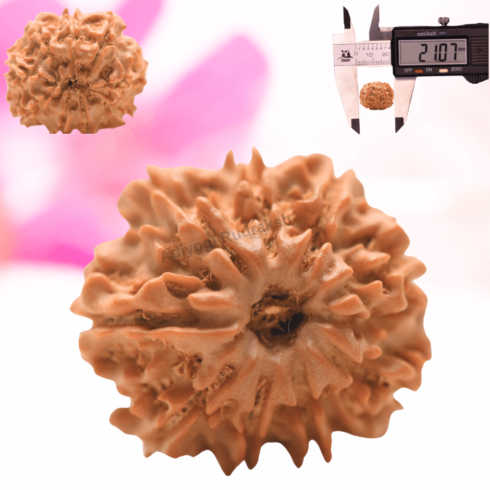 9 Mukhi Nepali Rudraksha - Regular