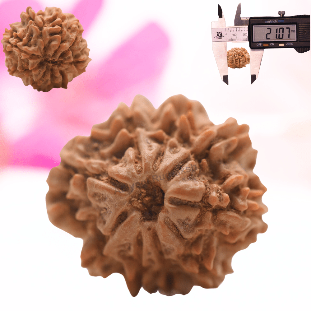 9 Mukhi Nepali Rudraksha - Regular