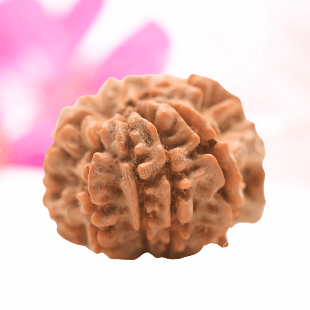 9 Mukhi Nepali Rudraksha - Regular