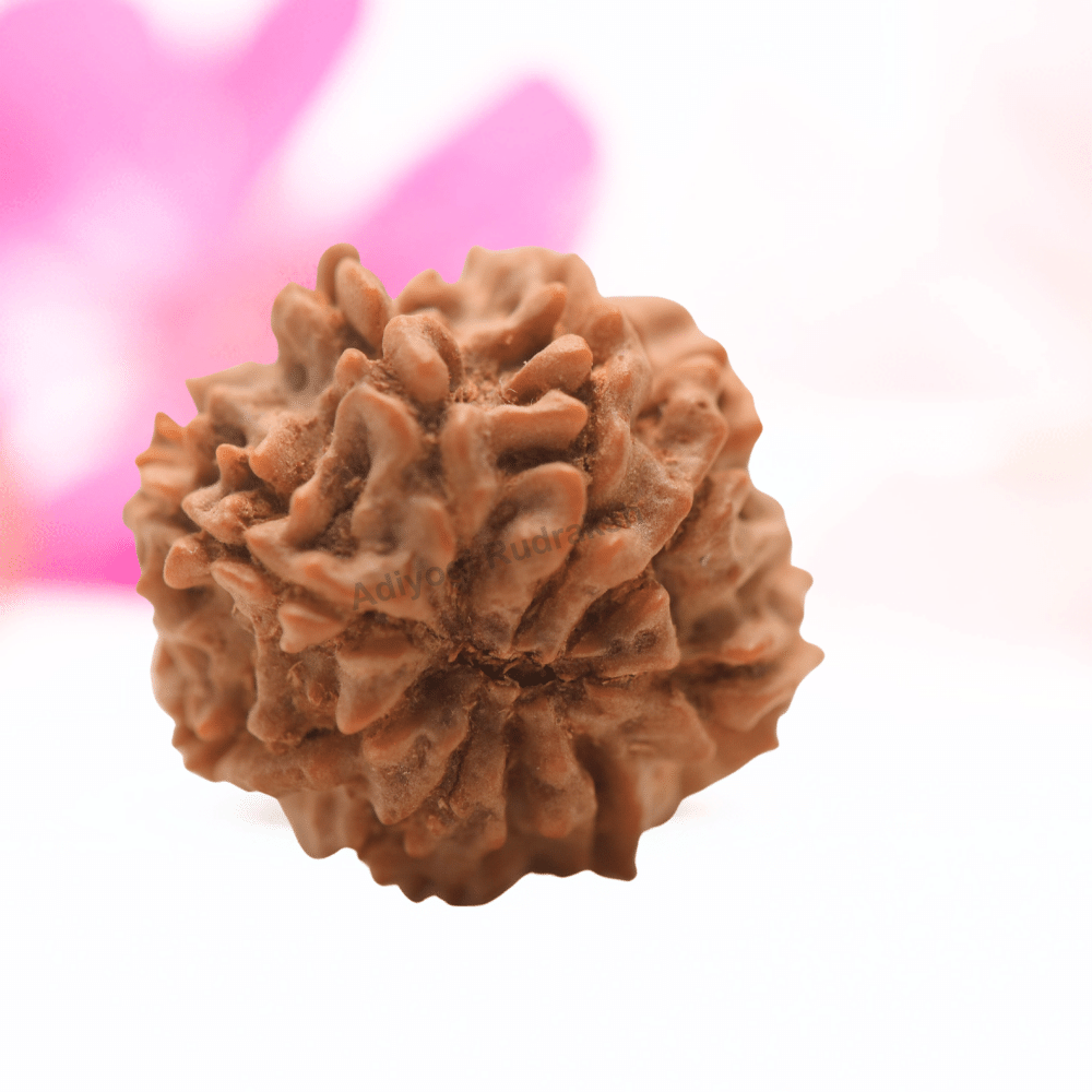 9 Mukhi Nepali Rudraksha - Regular