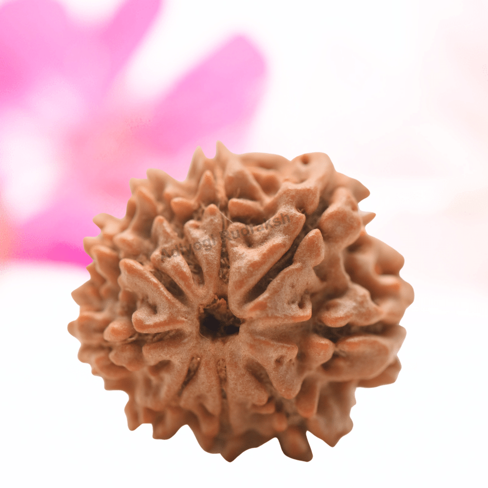 9 Mukhi Nepali Rudraksha - Regular