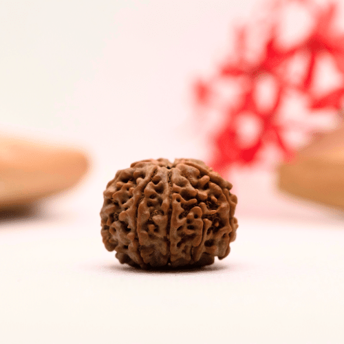9 Mukhi Nepali Rudraksha - Regular