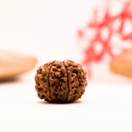 9 Mukhi Nepali Rudraksha - Regular