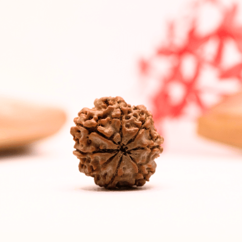 9 Mukhi Nepali Rudraksha - Regular