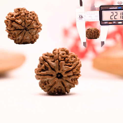 9 Mukhi Nepali Rudraksha - Regular