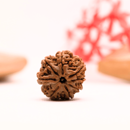 9 Mukhi Nepali Rudraksha - Regular