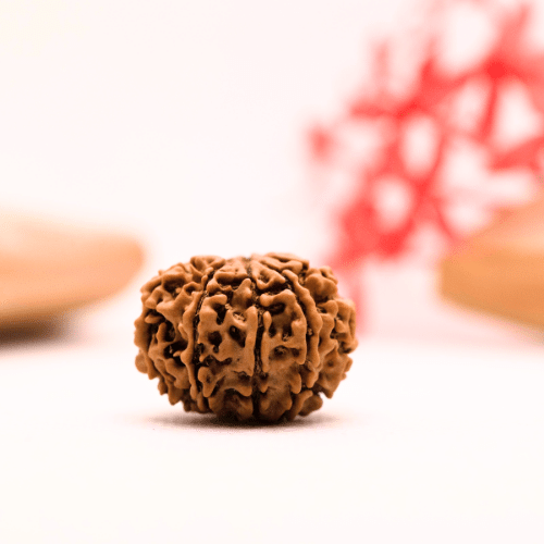 9 Mukhi Nepali Rudraksha - Regular