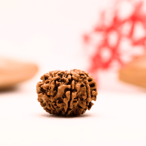 9 Mukhi Nepali Rudraksha - Regular