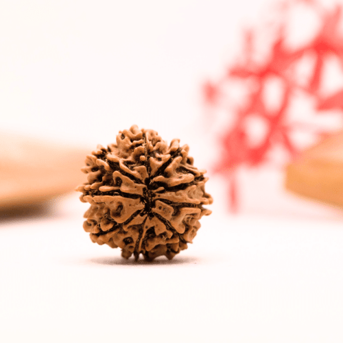 9 Mukhi Nepali Rudraksha - Regular