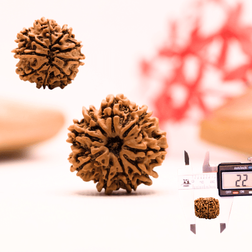 9 Mukhi Nepali Rudraksha - Regular