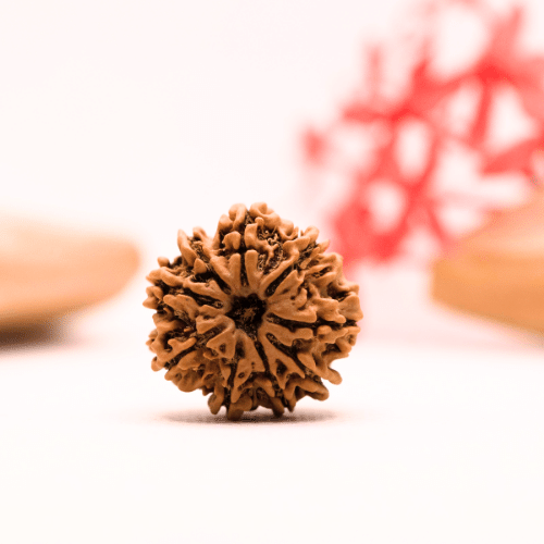 9 Mukhi Nepali Rudraksha - Regular