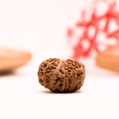 9 Mukhi Nepali Rudraksha - Regular