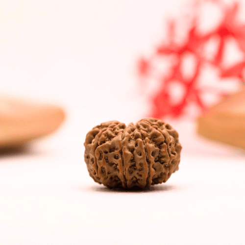 9 Mukhi Nepali Rudraksha - Regular