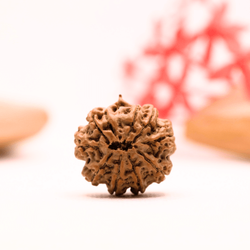 9 Mukhi Nepali Rudraksha - Regular