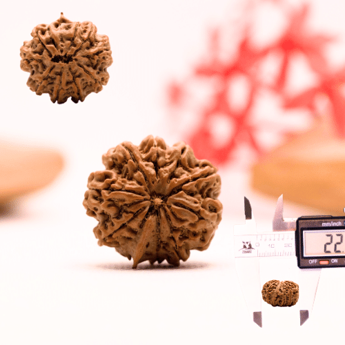 9 Mukhi Nepali Rudraksha - Regular