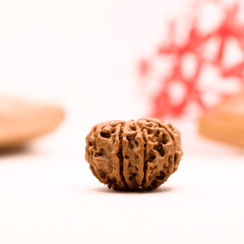 9 Mukhi Nepali Rudraksha - Regular