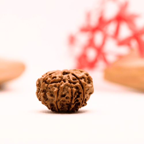 9 Mukhi Nepali Rudraksha - Regular