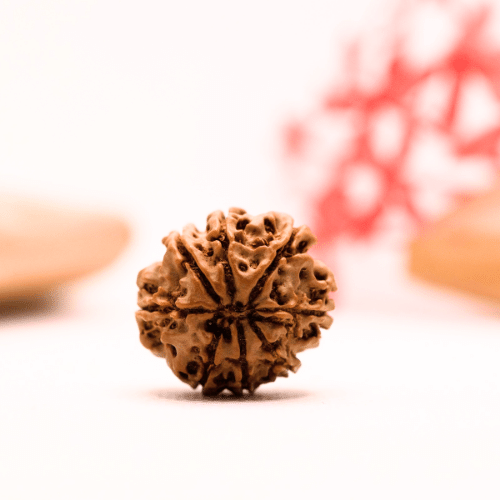 9 Mukhi Nepali Rudraksha - Regular