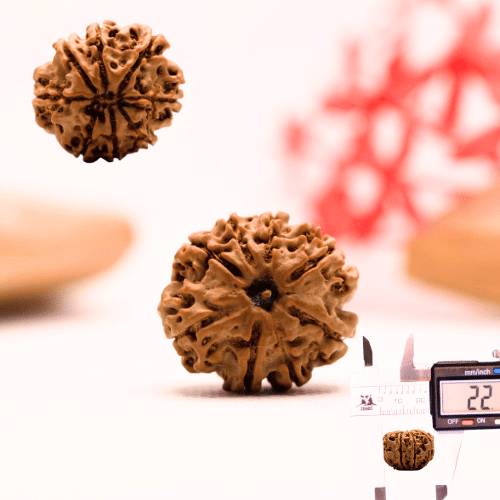 9 Mukhi Nepali Rudraksha - Regular