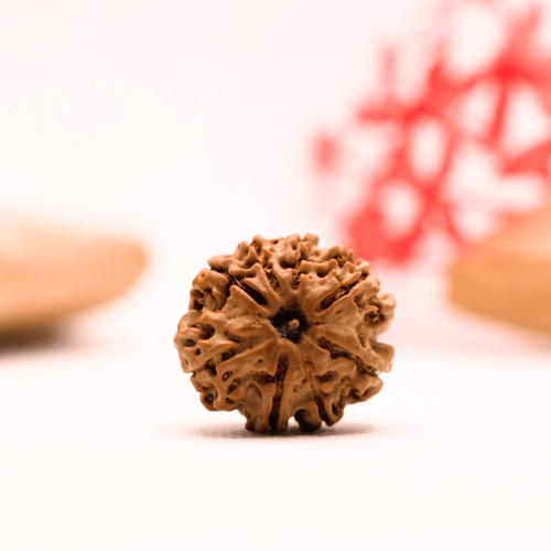 9 Mukhi Nepali Rudraksha - Regular