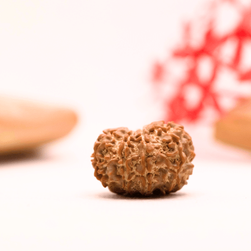 9 Mukhi Nepali Rudraksha - Regular